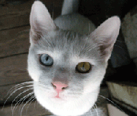 Photo of my two colored eyed, white cat, Taz
